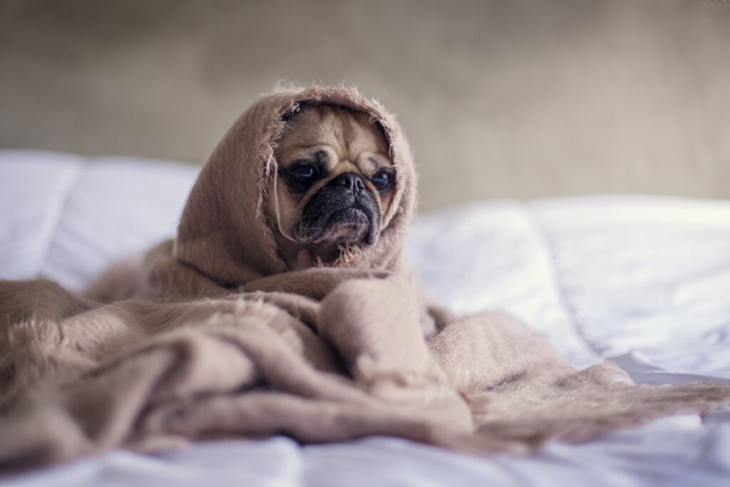 A depressed-looking pug wrapped in a blanket looking like he may need some seasonal depression treatment. 