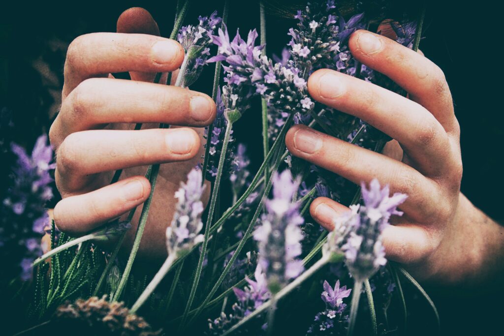 A woman's hands touching a bunch of living purple flowers.