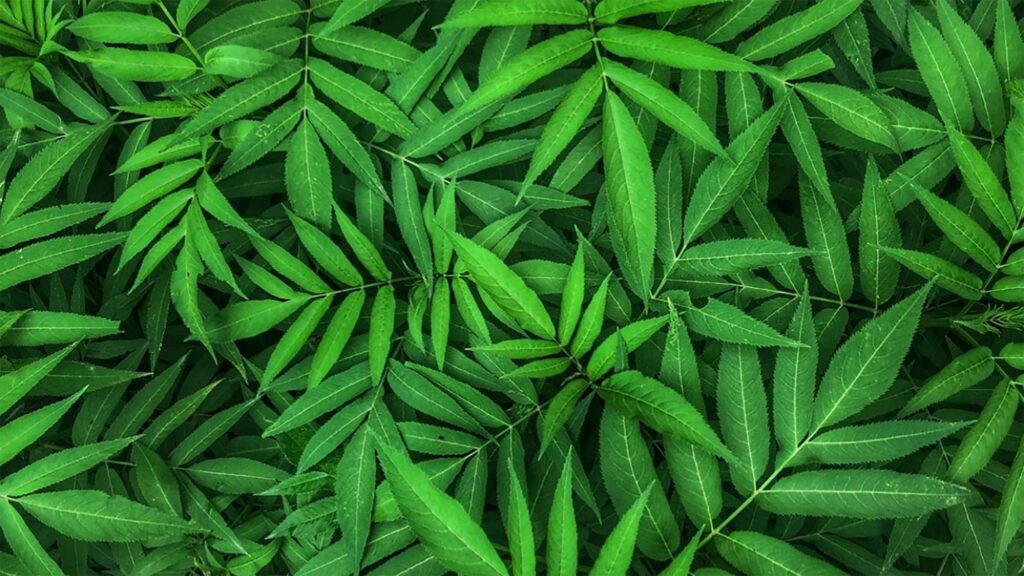 Long, green fronds of a fern.